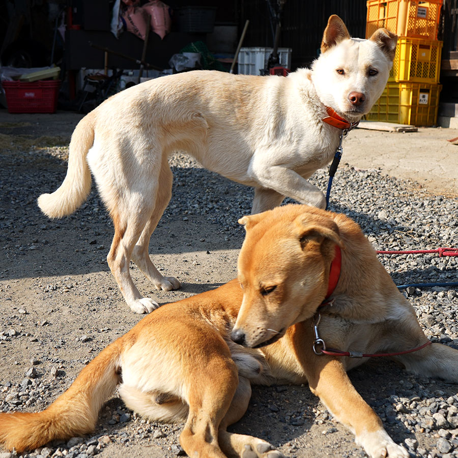 亀山銃砲火薬店 犬